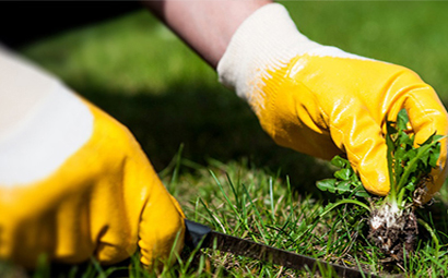 weed control